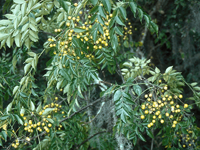 Chinaberry Tree (Melia Azedarach)