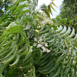 Neem (Azadirachta Indica)