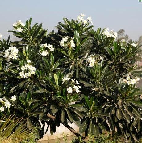 Common White Frangipani (Pulmeria Acutifolia)