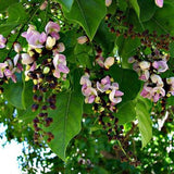 Pongamia Oiltree (Pongamia Pinnata)
