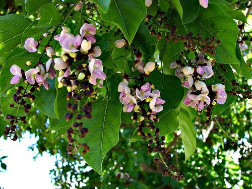 Pongamia Oiltree (Pongamia Pinnata)