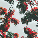 Yellow Poinciana, Yellow Flame Tree (Peltophorum pterocarpum)