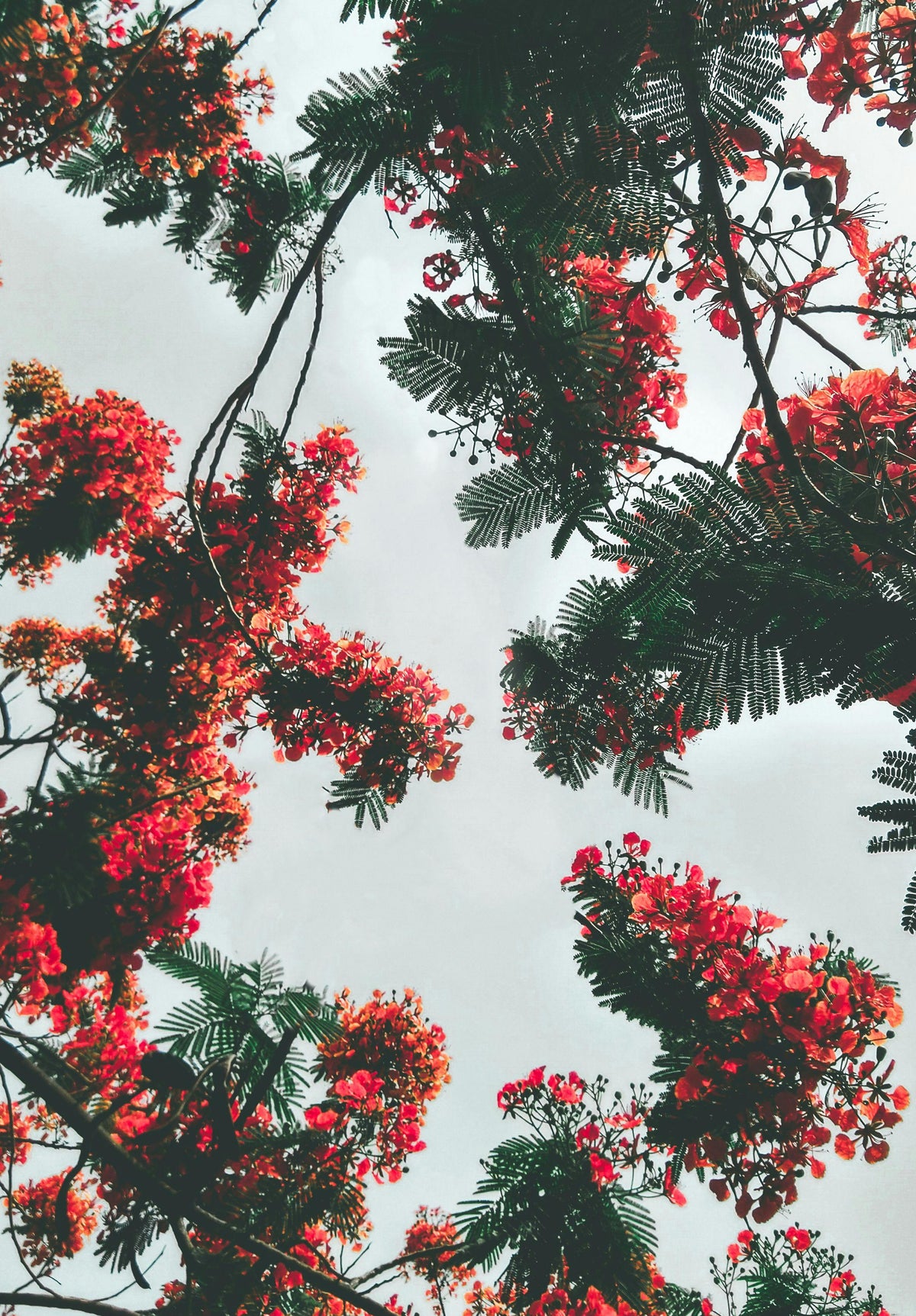Yellow Poinciana, Yellow Flame Tree (Peltophorum pterocarpum)